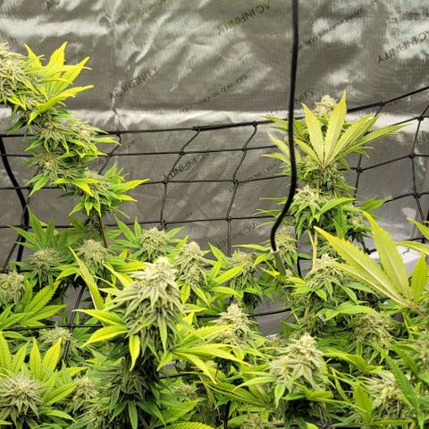 April growlog timeline photo