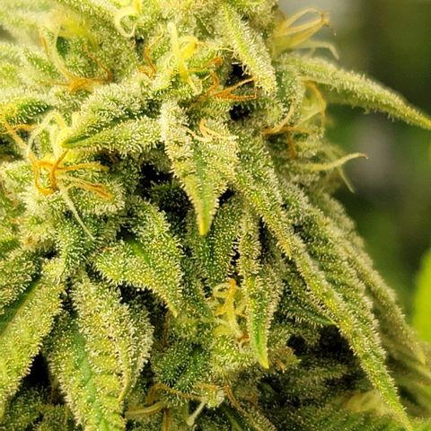 April growlog timeline photo