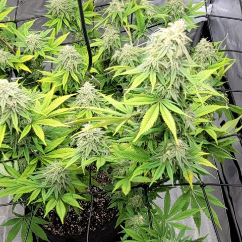 April growlog timeline photo