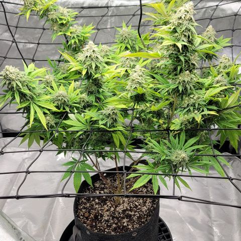 April growlog timeline photo
