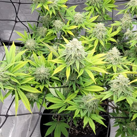 April growlog timeline photo