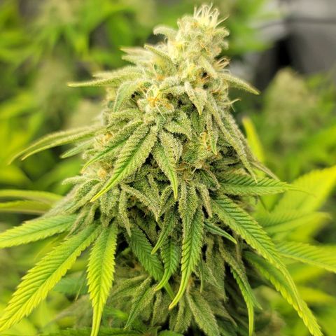 April growlog timeline photo