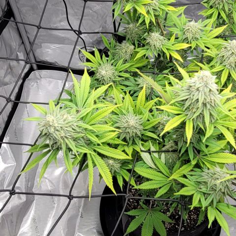 April growlog timeline photo
