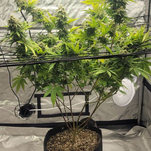 April growlog timeline photo