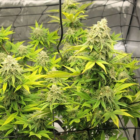 April growlog timeline photo