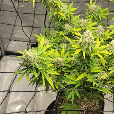 April growlog timeline photo