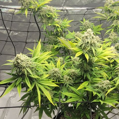 April growlog timeline photo