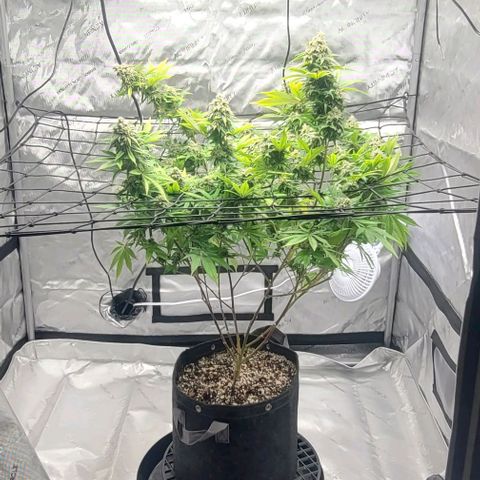 April growlog timeline photo