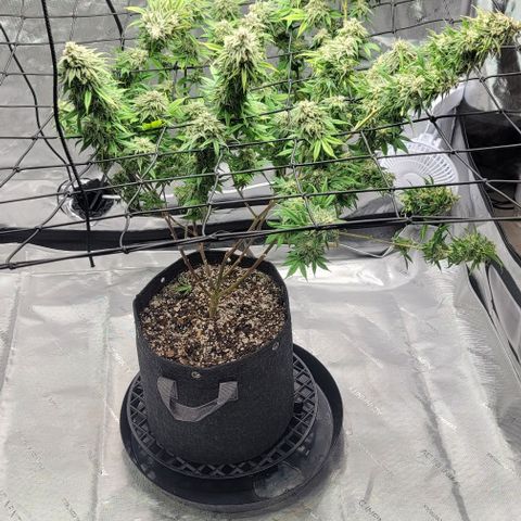April growlog timeline photo