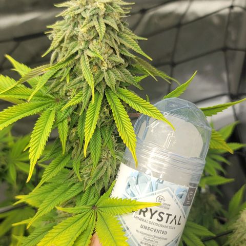 April growlog timeline photo