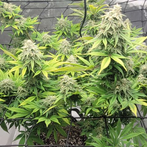 April growlog timeline photo