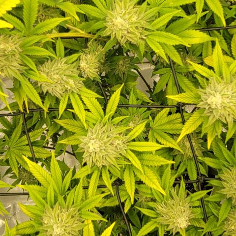 April growlog timeline photo