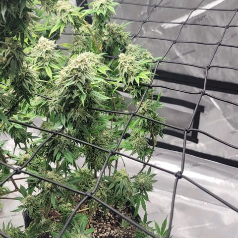 April growlog timeline photo