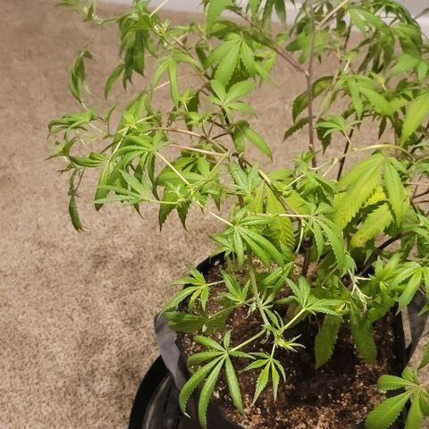 April growlog timeline photo