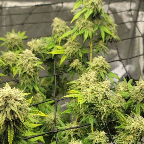April growlog timeline photo