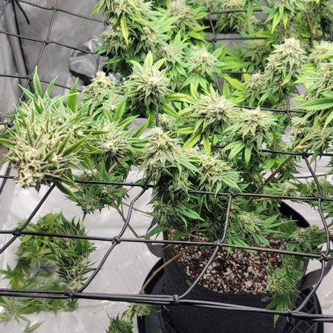 April growlog timeline photo