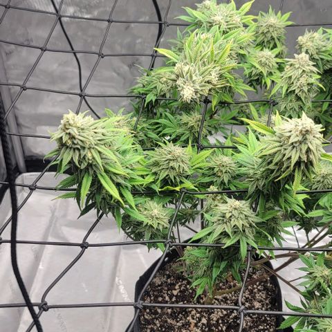 April growlog timeline photo