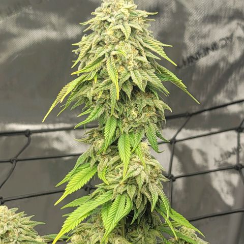 April growlog timeline photo