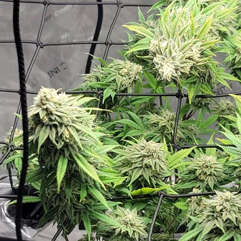April growlog timeline photo