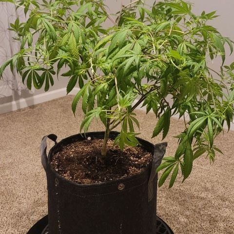 April growlog timeline photo