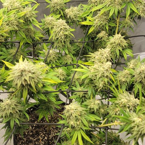 April growlog timeline photo
