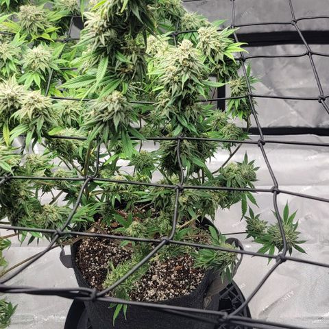 April growlog timeline photo
