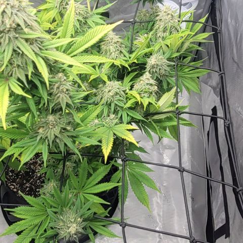 April growlog timeline photo