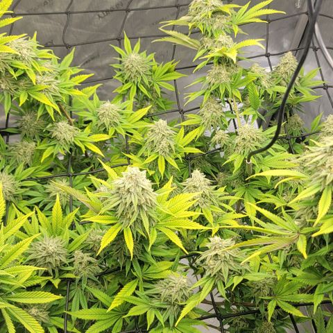 April growlog timeline photo