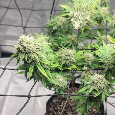 April growlog timeline photo