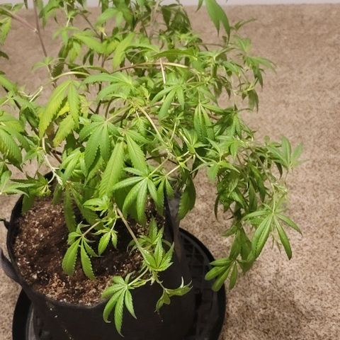 April growlog timeline photo