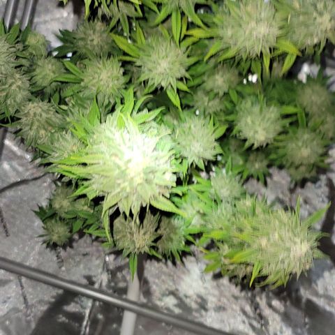 April growlog timeline photo