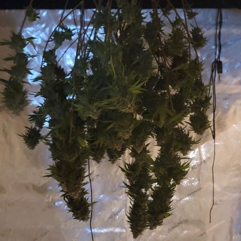 April growlog timeline photo
