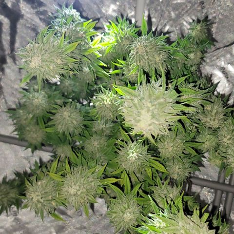 April growlog timeline photo