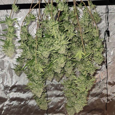 April growlog timeline photo