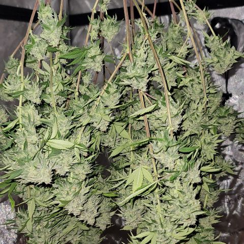 April growlog timeline photo