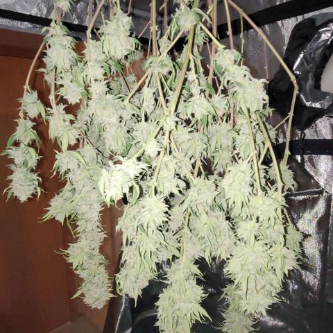 April growlog timeline photo