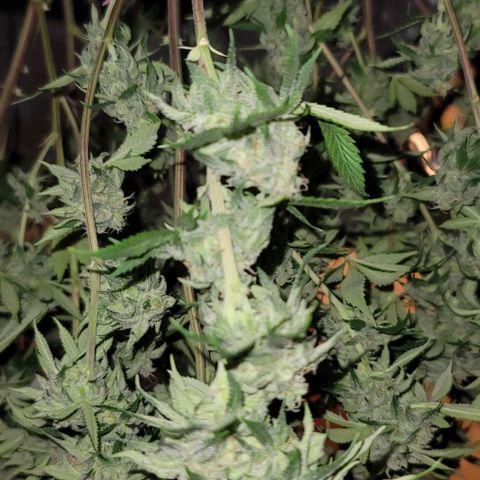 April growlog timeline photo