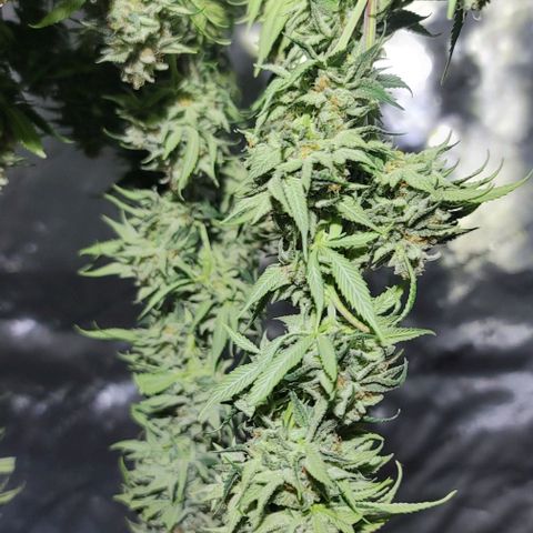 April growlog timeline photo