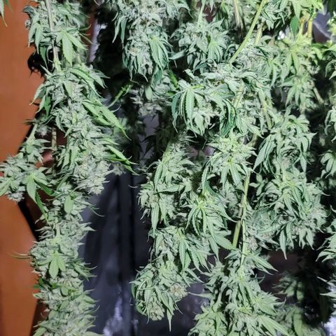 April growlog timeline photo