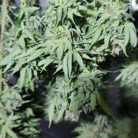 April growlog timeline photo