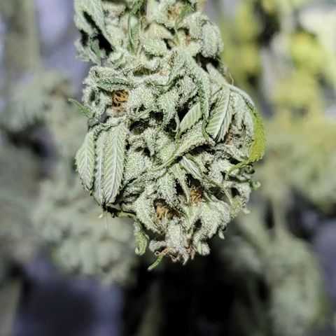 April growlog timeline photo