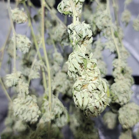 April growlog timeline photo