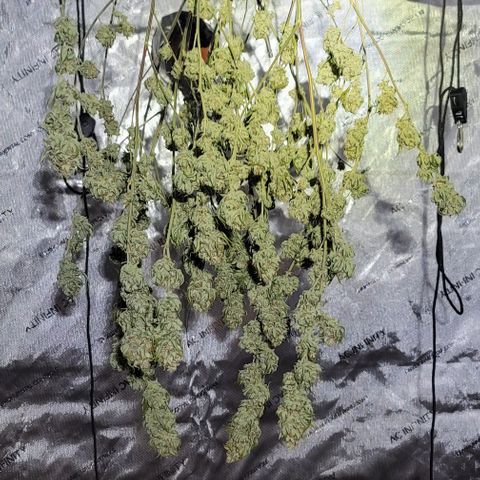 April growlog timeline photo