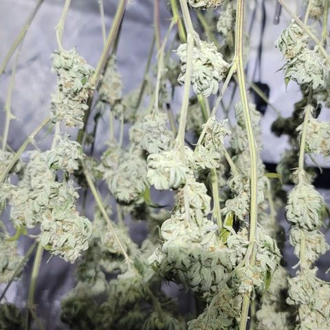 April growlog timeline photo