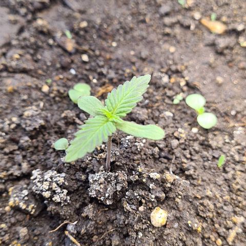 Zombie kush auto  growlog timeline photo