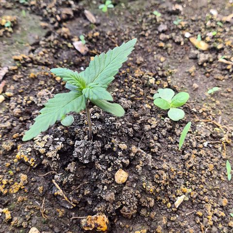 Zombie kush auto  growlog timeline photo