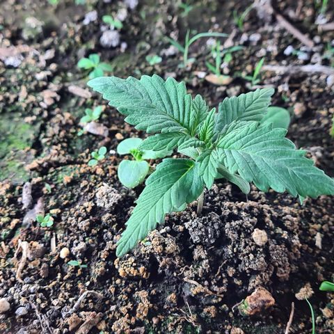 Zombie kush auto  growlog timeline photo