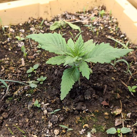 Zombie kush auto  growlog timeline photo