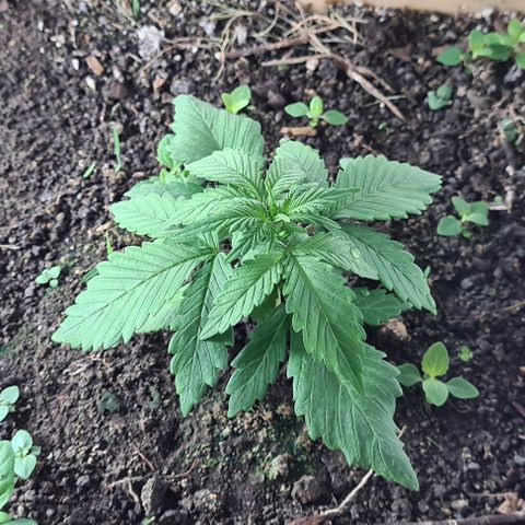 Zombie kush auto  growlog timeline photo