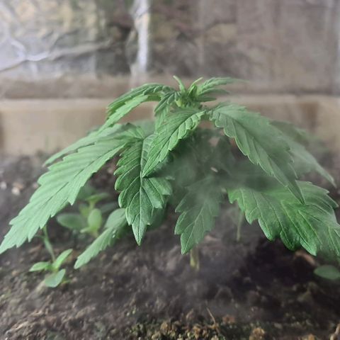 Zombie kush auto  growlog timeline photo